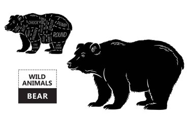 Ayı kümesi kesti. Poster kasap diyagramı - ayı. Vintage tipografik çizilmiş.