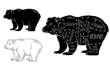 Ayı kümesi kesti. Poster kasap diyagramı - ayı. Vintage tipografik çizilmiş.