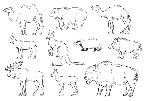 Beyaz arka plan üzerinde vahşi hayvanlar topluluğu