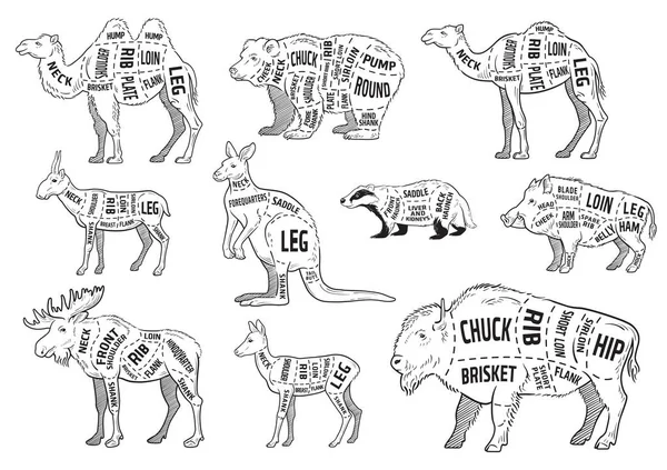 動物セットをカットします。ポスター肉屋図 - 野生動物。ヴィンテージ表記手描き. — ストックベクタ