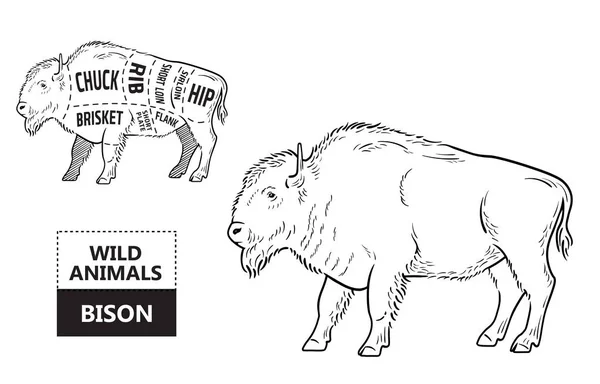 削减野牛设置。海报屠夫图-野牛。老式印刷手工绘制. — 图库矢量图片