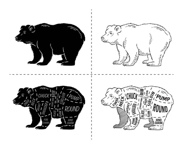 Ayı kümesi kesti. Poster kasap diyagramı - ayı. Vintage tipografik çizilmiş.