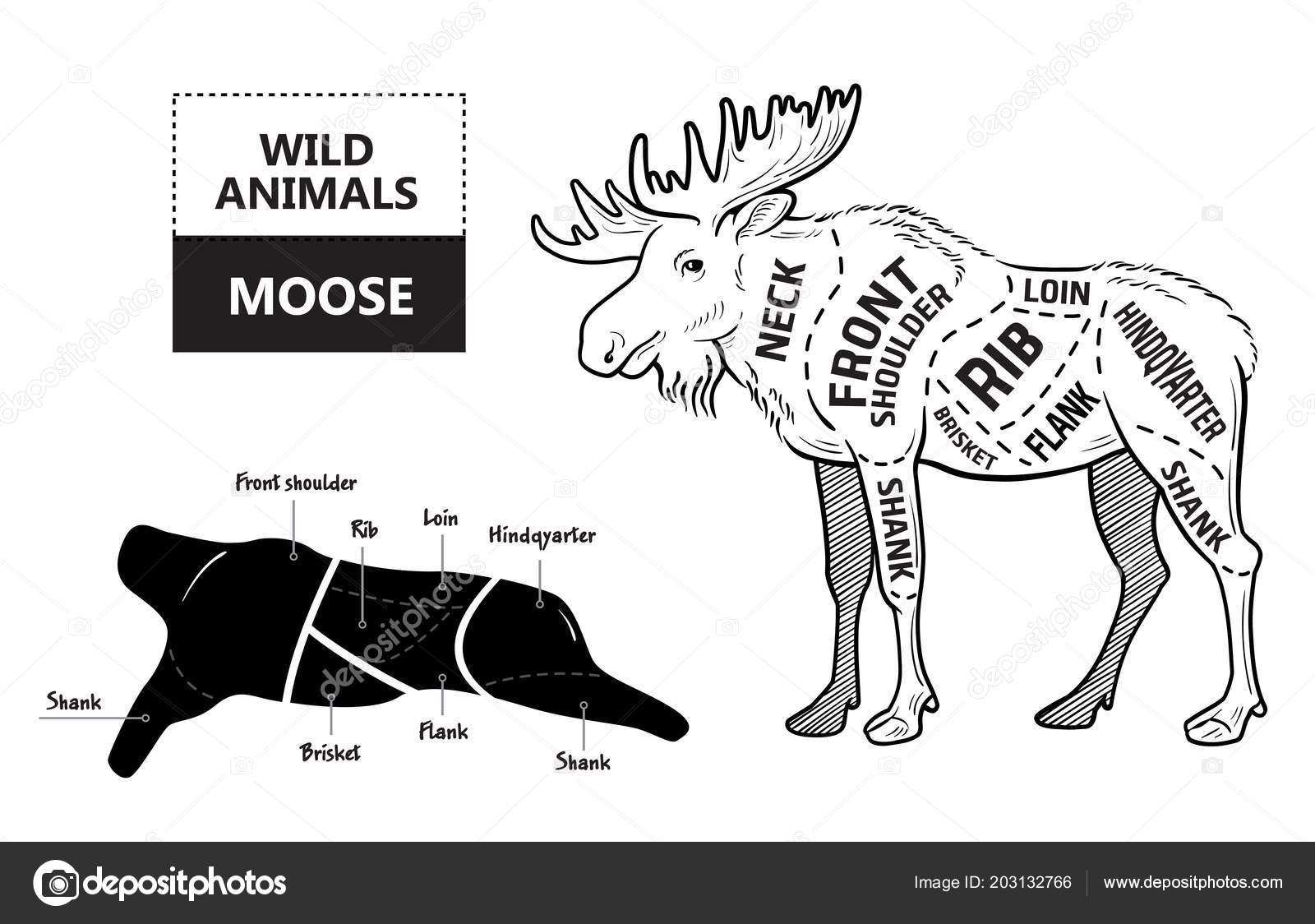 Moose Meat Cutting Chart