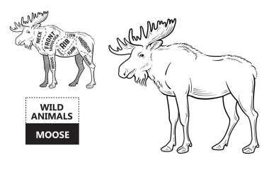 Elk kümesi kesti. Poster kasap diyagramı - çöl-gemi. Vintage tipografik çizilmiş.