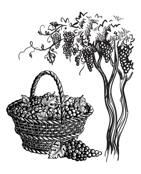 Cesta com uvas —  Vetores de Stock