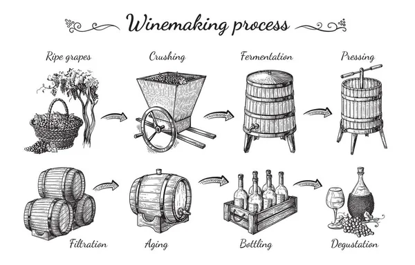 Proceso de producción de vino — Vector de stock