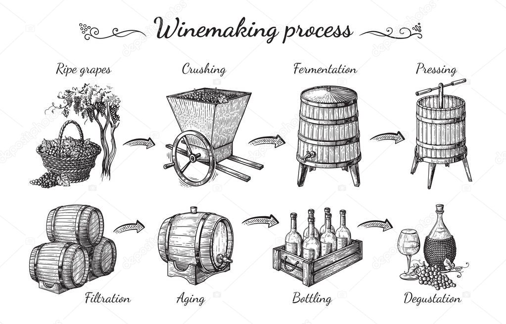 process of wine production