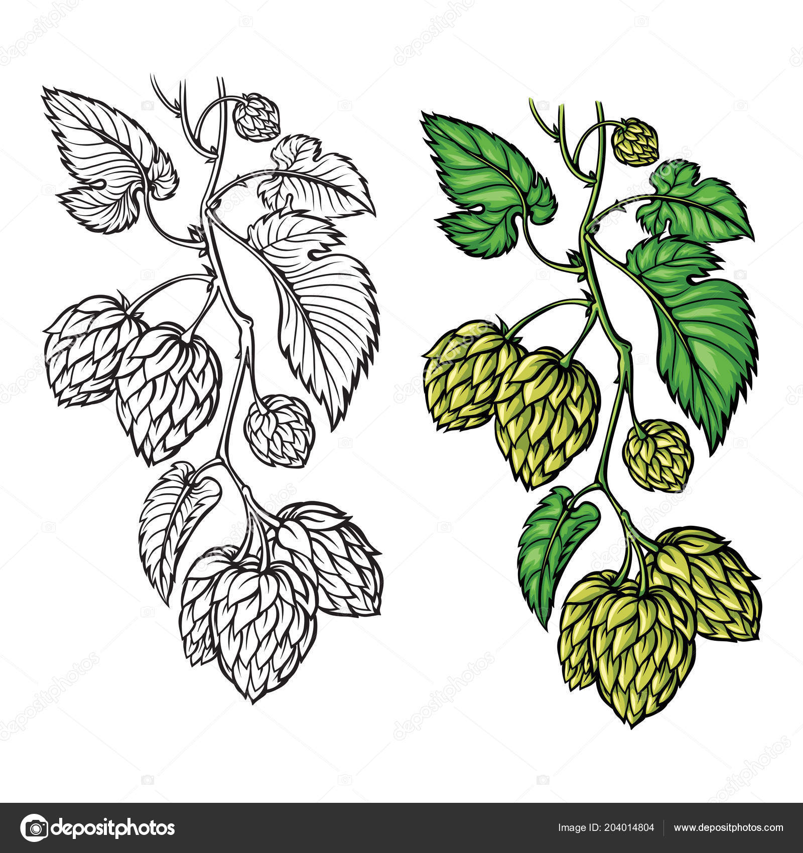 Hand drawing of a branch of hops. Stock Vector Image by