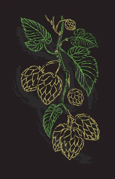 Dessin à la main d'une branche de houblon . — Image vectorielle