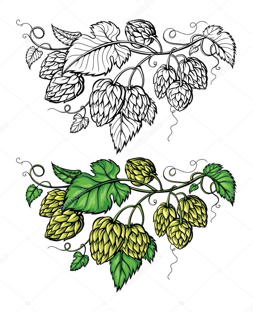 hand drawing of a branch of hops.