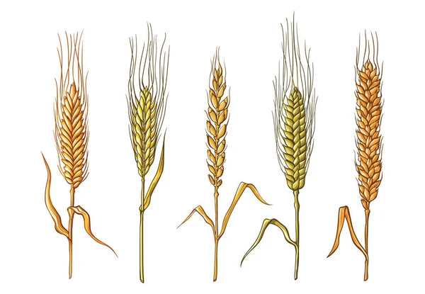 Diferentes variedades de trigo extraídas a mano. Boceto vectorial — Archivo Imágenes Vectoriales