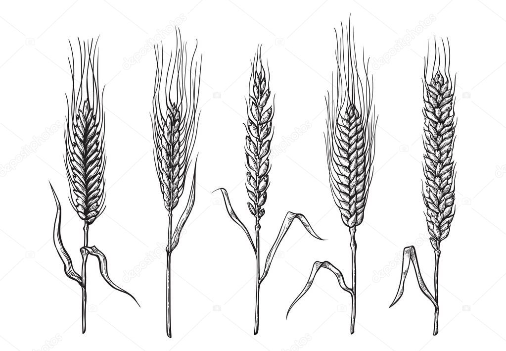 different varieties of wheat drawn by hand. Vector sketch