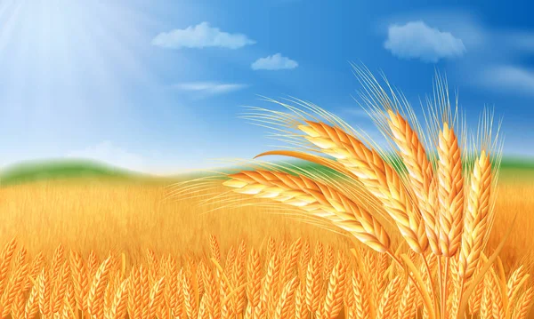 熟した小麦と丘や谷間のフィールドと夏の風景 — ストックベクタ