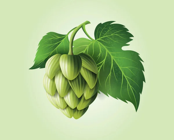 Vetor realista cones de lúpulo verde cerveja, folhas com caule. Isolado ilustração em um fundo de cor . —  Vetores de Stock