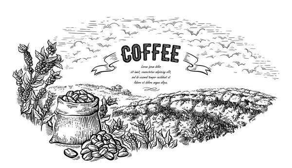 Café plantação paisagem saco e arbusto em estilo gráfico vetor desenhado à mão. — Vetor de Stock