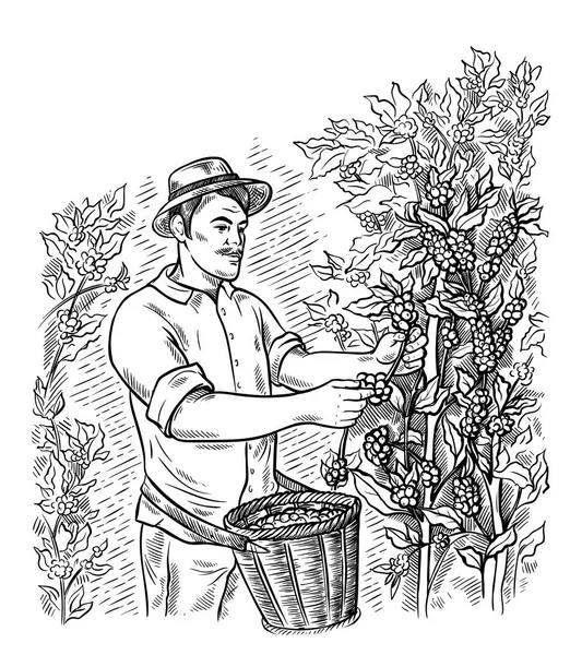Человек собиратель собирает кофе на плантации кофе ландшафт в графическом стиле ручной работы вектор — стоковый вектор