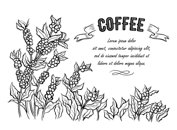 Café plantación paisaje y grano de café macro en el estilo gráfico dibujado a mano vector — Archivo Imágenes Vectoriales