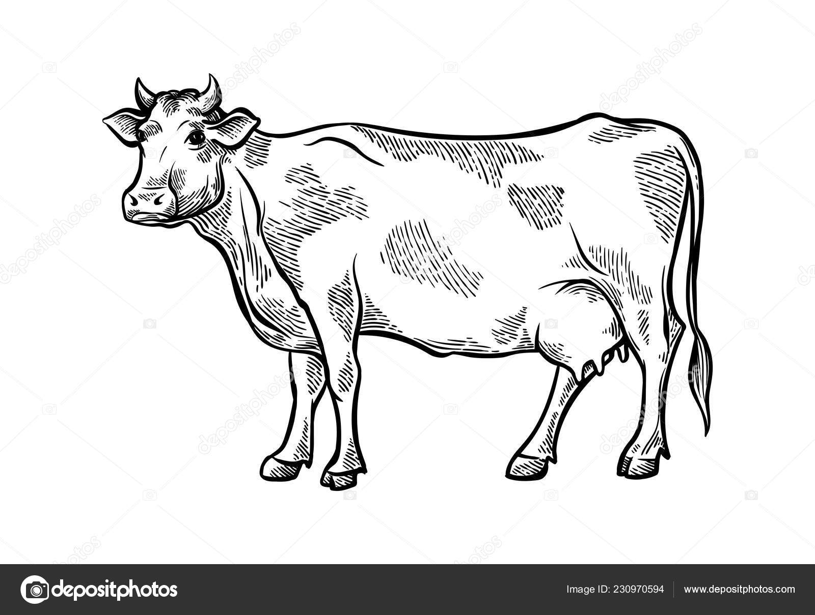 Vector image of a cow. Vintage sketch. - Stock Illustration [54818492] -  PIXTA