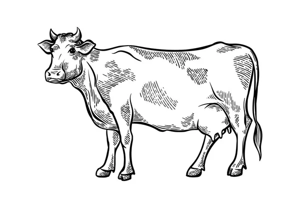 Ruky nakreslené čerstvý plátek skica dobytka krávy stojí v louky a bodnutí plevelem — Stockový vektor