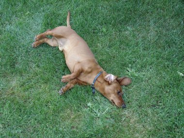 Dachshund bahçedeki çimlerin üzerinde yatıyor.