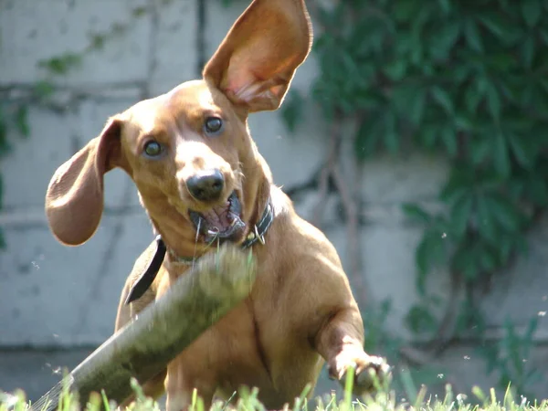 Dachshund Deitado Grama Jardim — Fotografia de Stock