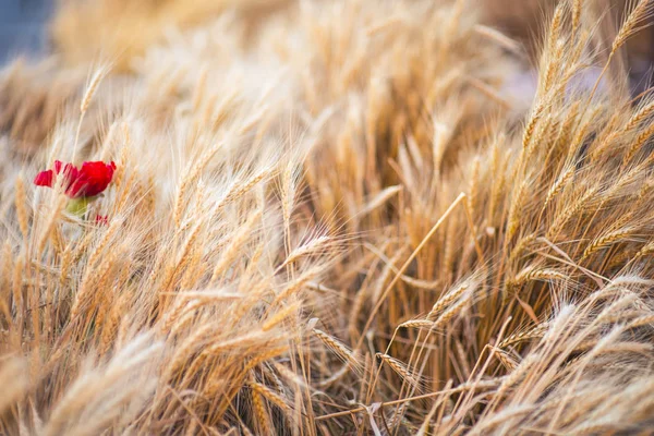 Weizenfeld mit roten Blüten gut für Lebensmittelwerbung — Stockfoto
