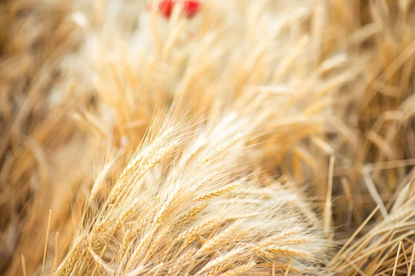 Wheat field with red floweres good for food advertising — Stock Photo, Image