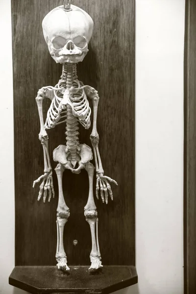Szkielet Dziecka Prehistorycznych Żyły Miliony Lat Temu — Zdjęcie stockowe