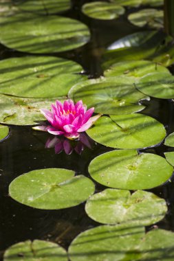 Güzel bir pembe lotus nehirde yüzen