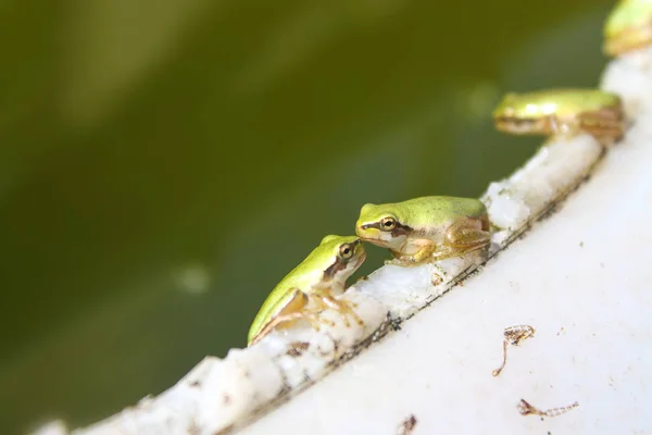 Dois Sapos Verdes Minúsculos Beijando Lago — Fotografia de Stock