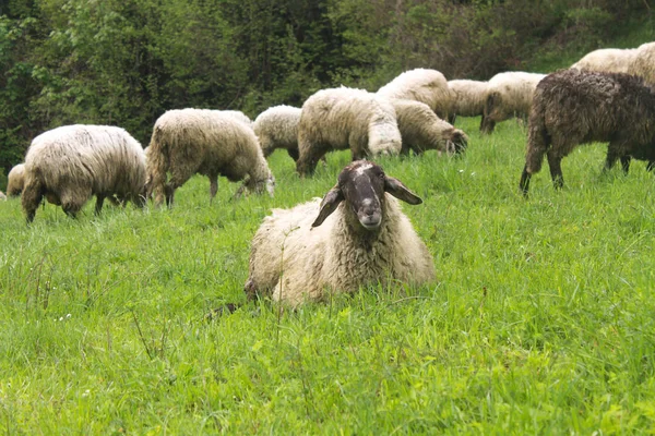 Grupo Ovejas Descansan Prado Verde Una Colina —  Fotos de Stock