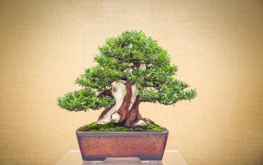 Zarif Japon bonsai bir antika sarı kumaş arka plan üzerine yerleştirilen