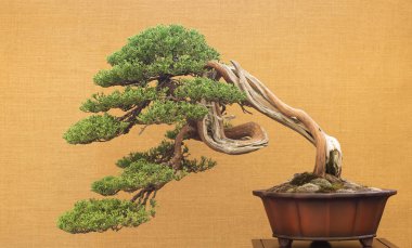 Zarif Japon bonsai bir antika sarı kumaş arka plan üzerine yerleştirilen