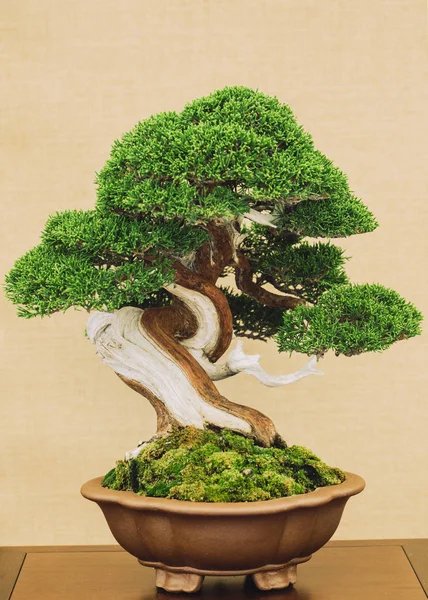 Zarif Japon bonsai bir antika sarı kumaş arka plan üzerine yerleştirilen