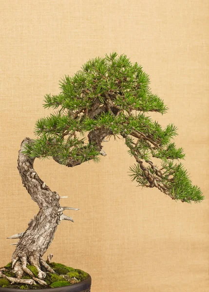 Elegant Japanese bonsai placed on an antique yellow fabric background