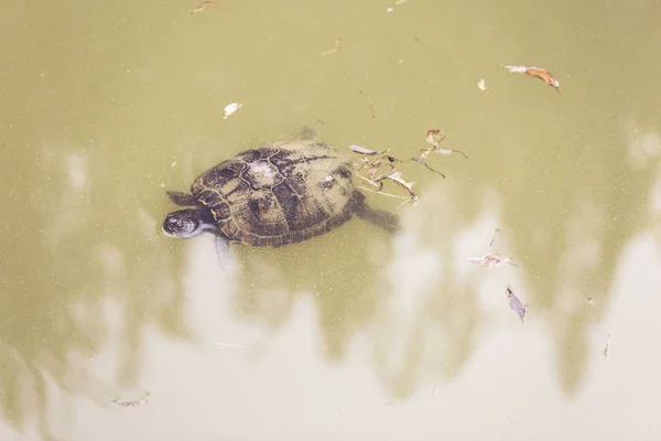 An old turtle swims in a country lake