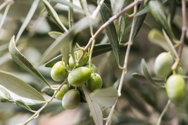 Ligurya zeytin kaliteli İtalyan petrol üretmek için kullanılan bir sürü detay