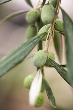 Ligurya zeytin kaliteli İtalyan petrol üretmek için kullanılan bir sürü detay