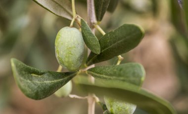 Ligurya zeytin kaliteli İtalyan petrol üretmek için kullanılan bir sürü detay