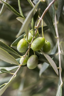 Ligurya zeytin kaliteli İtalyan petrol üretmek için kullanılan bir sürü detay