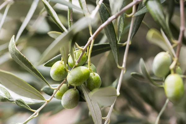 Ligurya zeytin kaliteli İtalyan petrol üretmek için kullanılan bir sürü detay
