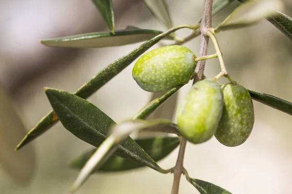 Ligurya zeytin kaliteli İtalyan petrol üretmek için kullanılan bir sürü detay
