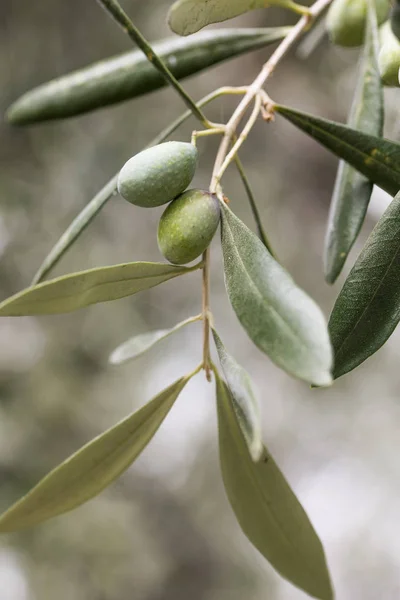 Detail Bunch Ligurian Olives Used Produce High Quality Italian Oil — Stock Photo, Image