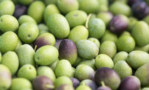 Yüksek kaliteli zeytinyağı üretimi için kullanılan birçok Ligurya zeytin 
