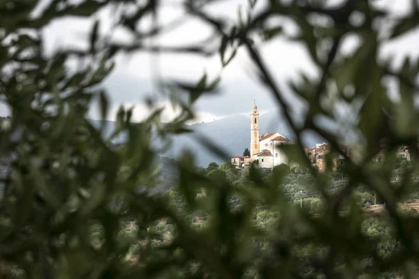 Antik Ligurya kilise görünümü ile zeytin ağacı dalı