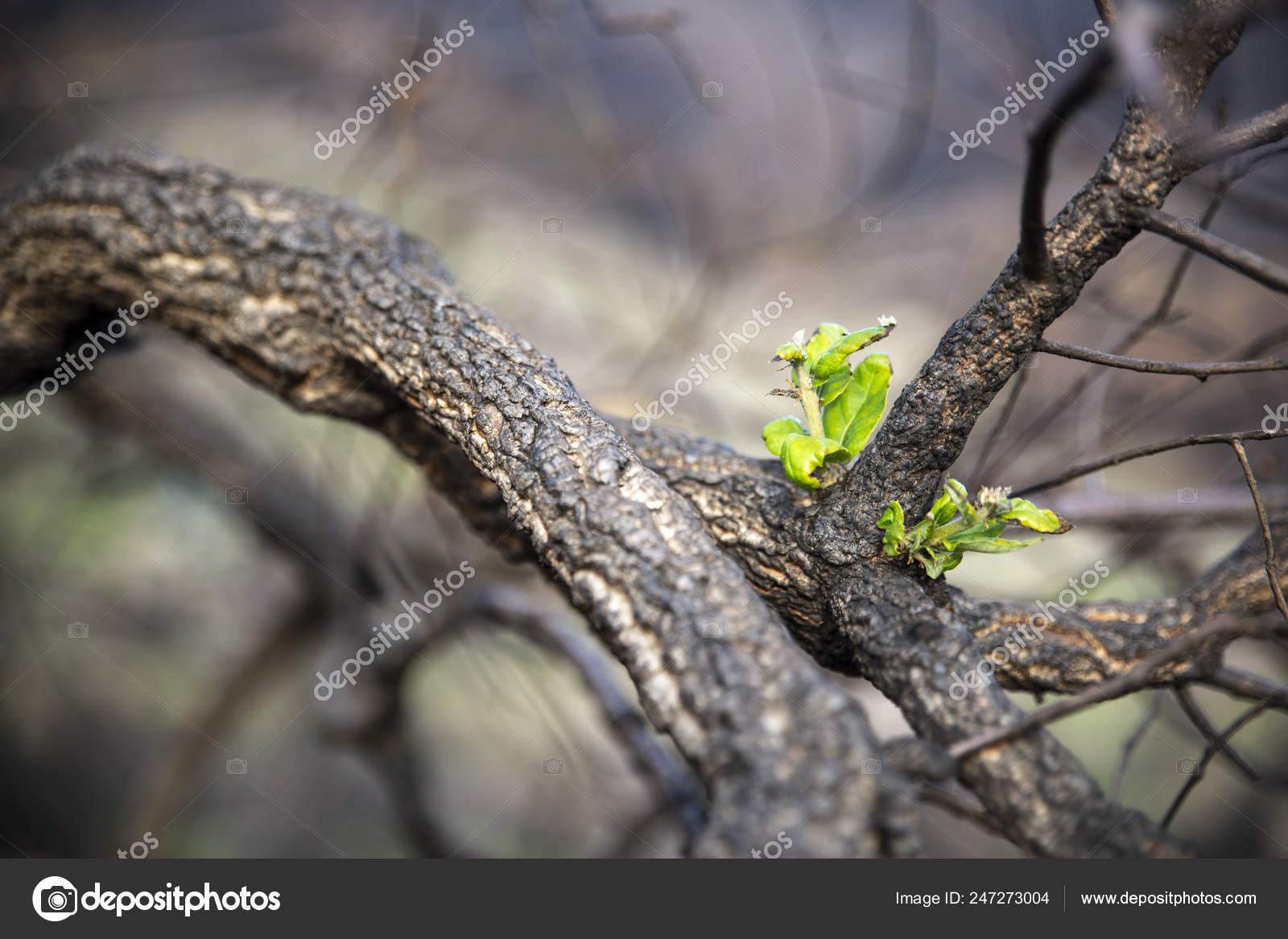 Возрождение Растения Выжженного Дерева Новая Жизнь Рождается.