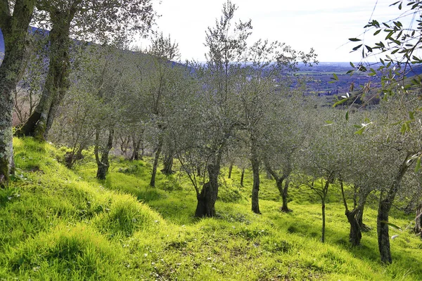 Olive Tree πεδία στην Ιταλία — Φωτογραφία Αρχείου