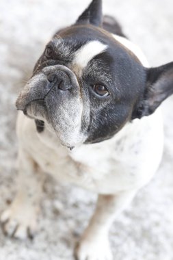 Siyah beyaz Fransız Buldog 'u 