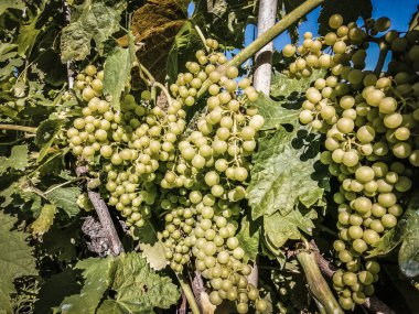 white grapes of Liguria clipart