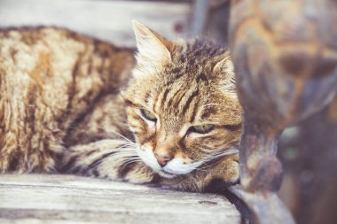 Dinlenmiş görünüme sahip evcil kedi